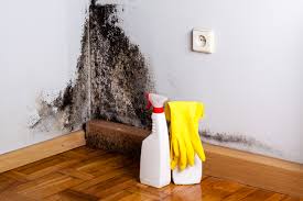 Reliable Goose Creek, SC Mold Removal & Remediation Solutions